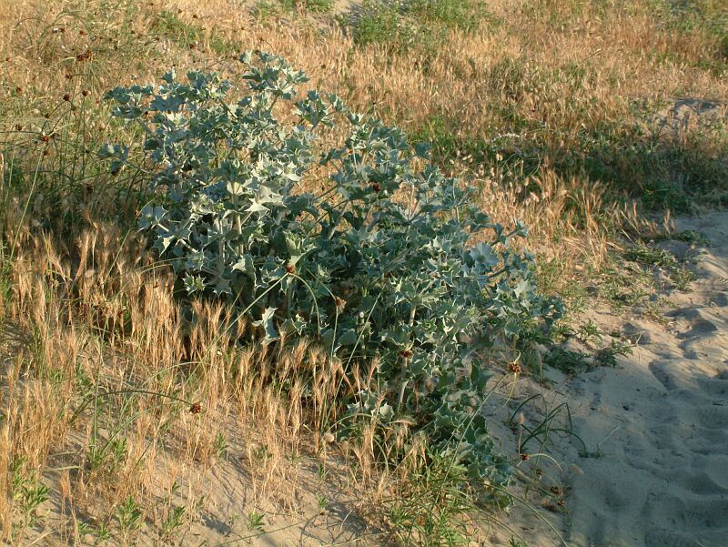 Eryngium maritimum / Calcatreppola marittima